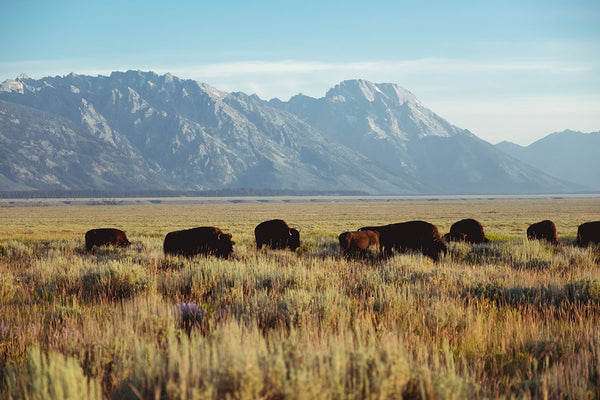Sustainable Bison Leather from Tradevia