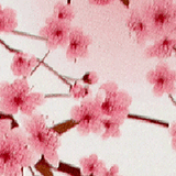 Pink flowers on a tree branch, reminiscent of the delicate protection Tradevia' Cherry RFID Blocking Credit Card Sleeves provide against skimming attacks.